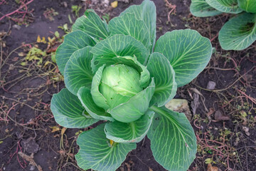 Growing green cabbage in the garden, photo top view.