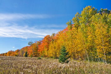 Fototapeta premium 581-99 Newport Autumn Field