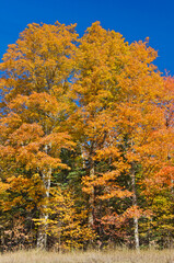 581-100 Maple Autumn Forest