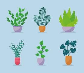 icon set of beautiful indoor plants, colorful design