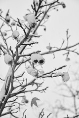 tree branch with snow