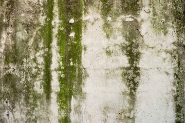 Wall covered with moss and mold. A Old Dirty Gray-green wall.