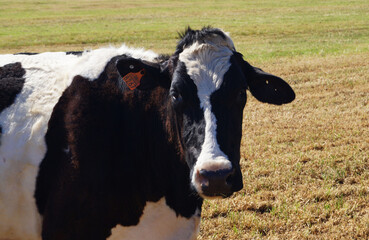 Retrato de una vaca en Menorca