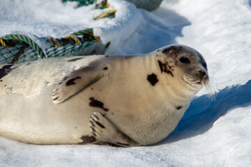 A large round harp seal with a light coloured grey fur coat with dark spots lays in the sun. The wild animal is on white snow exposing its flippers, belly and long claws. The animal has long whiskers.