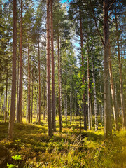 Finnish natural scenery in Repovesi national park