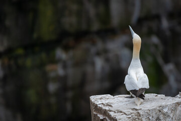 An adult gannet standing on a rock cliff looking upward. The seabird has a yellow head, long thin...