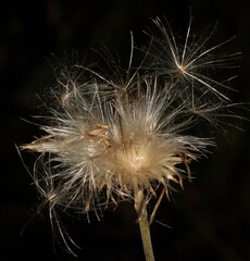 Distel Samen