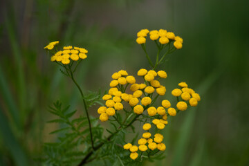 yellow flowers