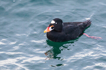 Male Surf Scoter Relaxes on Puget Sound off Edmonds Washington