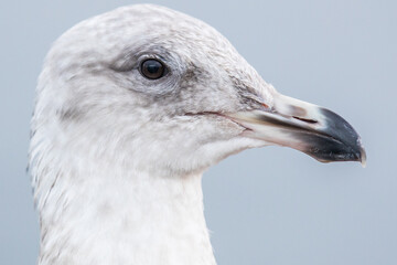 Portrait of Young Gull