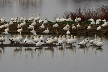 Snow Geese - Sacramento NWR