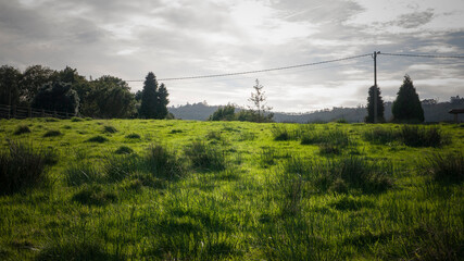 Prado de hierba verde y arbustos en colina y horizonte nublado