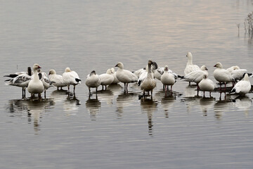 Snow Geese - Sacramento NWR