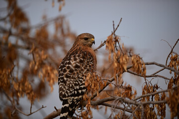 Red-Shouldered Hawk - Sacramento NWR