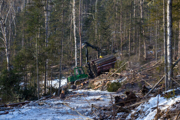 Allocated in the winter taiga, where conifers are cut down. Large green forwarder loads felled tree trunks among tall larch trees