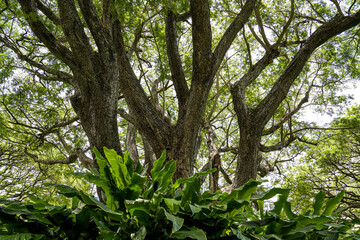 Obraz premium Green Trees in the Park