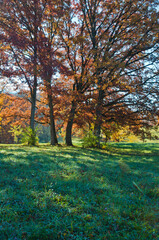 582-04 Autumn Oak Morning