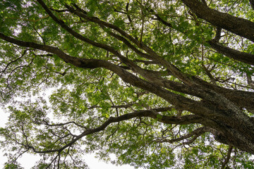 Fototapeta premium Green Trees in the Park