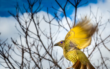 Female Satin Bower bird in flight