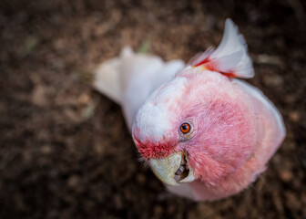 major mitchell cockatoo