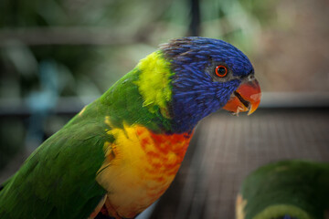 Rainbow  Lorikeet