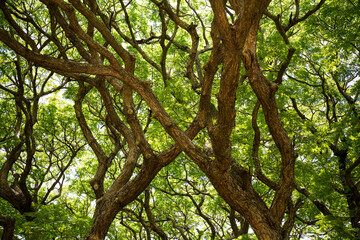 Green Trees in the Park