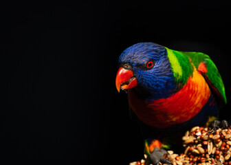 Rainbow  Lorikeet