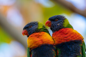 Rainbow Lorikeets