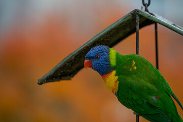 Rainbow Lorikeets