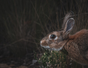 rabbit in the grass
