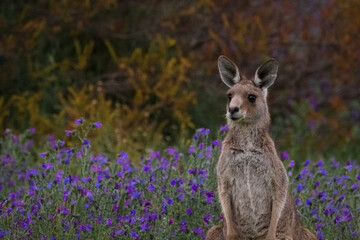 Kangaroos in purple field