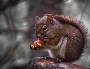 squirrel on a tree