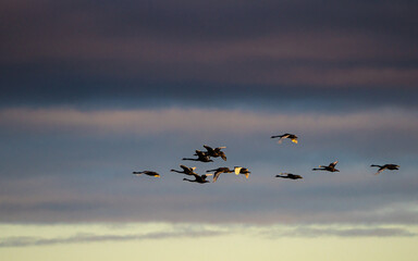 Black swans in flight