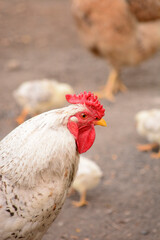 white rooster or hen close-up