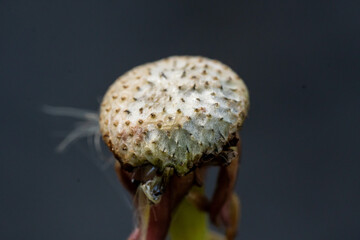 close up macro of a dandelion