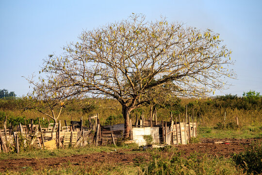 Albizia Lebbeck