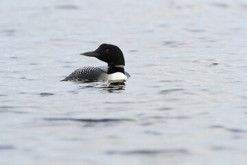 Common Loon Swimming on a northern Ontario lake on a cloudy foggy morning. 