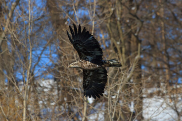 Juvenile Bald Eagle flying past a snow-covered riverbank 