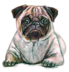 Portrait of a Pug Dog