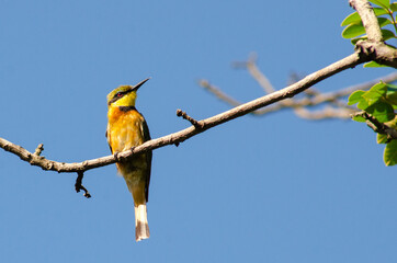 Mozambican Birds