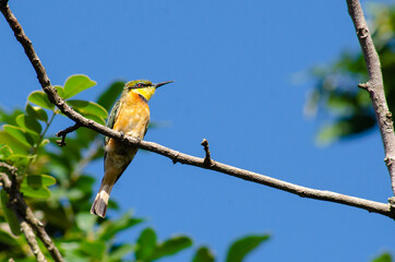 Mozambican Birds