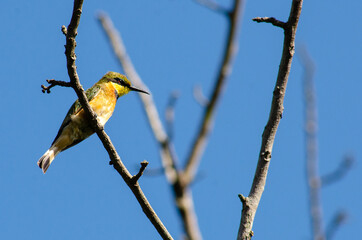 Mozambican Birds
