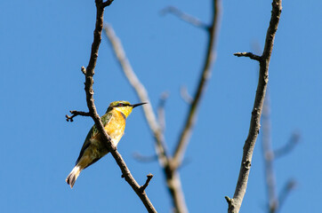 Mozambican Birds