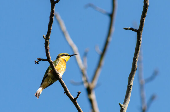 Mozambican Birds
