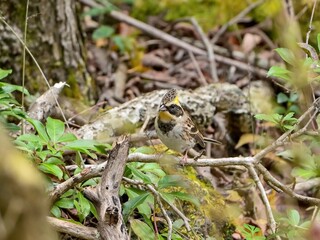 黄色い冠羽が特徴のミヤマホオジロ　オス
