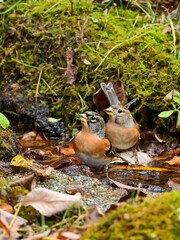 仲良く水浴びするアトリのカップル