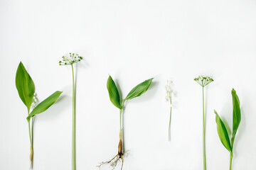 Leaves Lily of the valley, Green plants on white background. Flowers composition. Flat lay, top view, copy space. Spring, summer concept