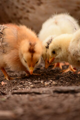 three chicks pecking off the floor