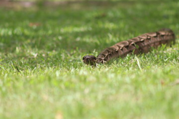 large constrictor snake in the grass