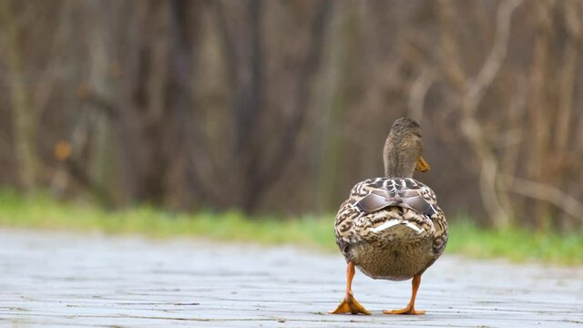 One gray wild duck walking in summer park.